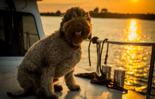 Hunde erlaubt